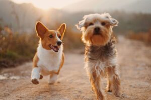Pet Custody